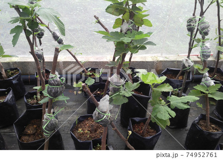 PUTRAJAYA, MALAYSIA -MAY 30, 2016: Young fig fruit trees planted in the plastic bags. Later will transfer it to bigger pots. PUTRAJAYA, MALAYSIA -MAY 30, 2016: Young fig fruit trees planted in the plastic bags. Later will transfer it to bigger pots. 74952761