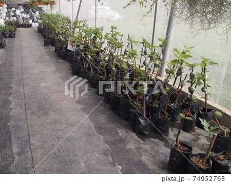 PUTRAJAYA, MALAYSIA -MAY 30, 2016: Young fig fruit trees planted in the plastic bags. Later will transfer it to bigger pots. PUTRAJAYA, MALAYSIA -MAY 30, 2016: Young fig fruit trees planted in the plastic bags. Later will transfer it to bigger pots. 74952763