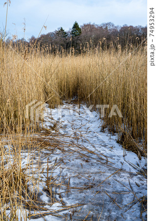 Tall grass in a marshy wetland. Ice and snow. Picture from Lund, Sweden Tall grass in a marshy wetland. Ice and snow. Picture from Lund, Sweden 74953294