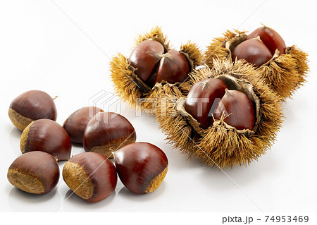 白バックのいが付きの栗 白バックのいが付きの栗 74953469
