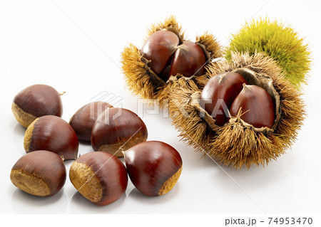 白バックのいが付きの栗 74953470