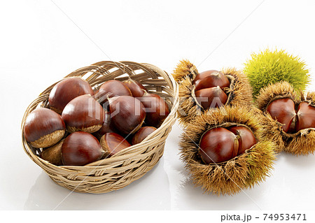 白バックのいが付きの栗 74953471