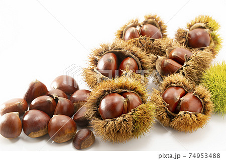 白バックのいが付きの栗 白バックのいが付きの栗 74953488