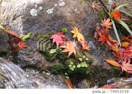 紅葉 74953539