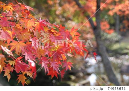 紅葉 紅葉 74953651