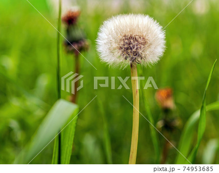 White dandelion on a blurred background of green grass. Micrography. Close-up. White dandelion on a blurred background of green grass. Micrography. Close-up. 74953685