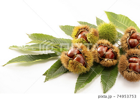 白バックで葉を添えたいが付きの栗の写真素材