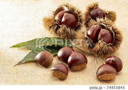 麻布を敷き葉を添えたいが付きの栗 麻布を敷き葉を添えたいが付きの栗 74953843