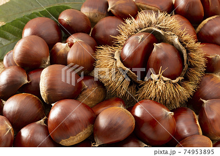 ぎっちり並べたたくさんのイガ付きの栗とクリ 74953895