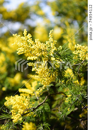 ミモザの花 ミモザの花 74954112