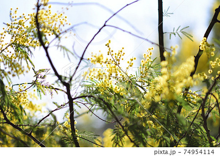 ミモザの花 74954114