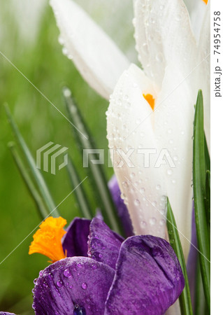 Crocus.Beautiful first spring flowers crocuses bloom. Crocus.Beautiful first spring flowers crocuses bloom. 74954758