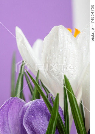 Crocus.Beautiful first spring flowers crocuses bloom. Crocus.Beautiful first spring flowers crocuses bloom. 74954759