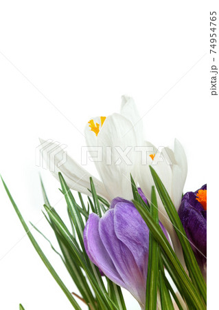Crocus.Beautiful first spring flowers crocuses bloom. Crocus.Beautiful first spring flowers crocuses bloom. 74954765