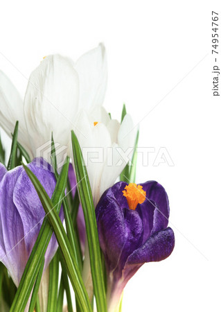 Crocus.Beautiful first spring flowers crocuses bloom. Crocus.Beautiful first spring flowers crocuses bloom. 74954767