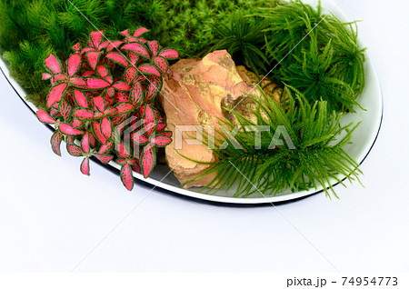 苔盆栽 苔盆栽 74954773