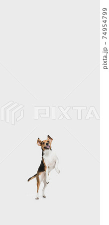 Portrait of Estonian Hound dog posing isolated over white background. Portrait of Estonian Hound dog posing isolated over white background. 74954799
