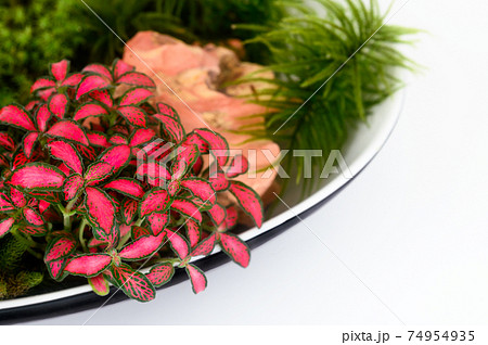 苔盆栽 苔盆栽 74954935