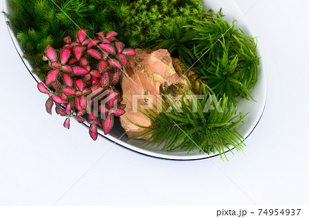 苔盆栽 苔盆栽 74954937