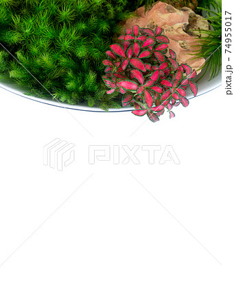 苔盆栽 苔盆栽 74955017