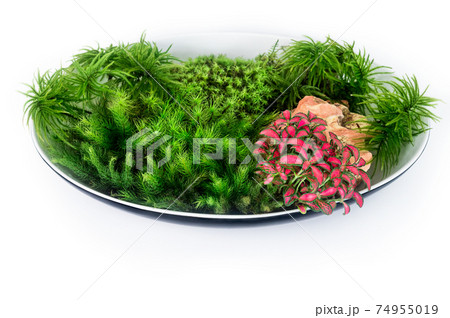 苔盆栽 苔盆栽 74955019