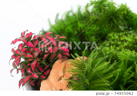 苔盆栽 苔盆栽 74955062