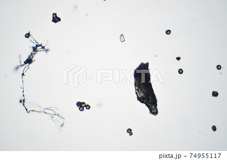 顕微鏡で見た大気中に飛散する粉塵 74955117