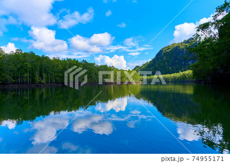 Pure nature landscape river among mangrove forests 74955171