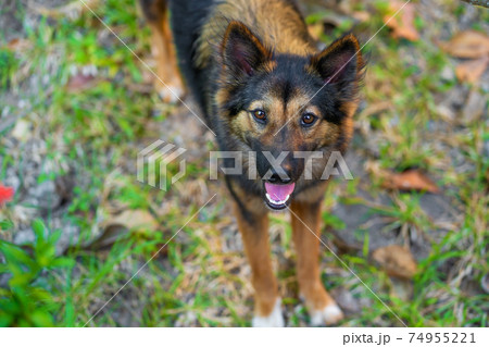 Outdoor Thai dog walking on the lawn in the yard 74955221