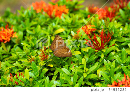 Bright juicy picture. A tropical butterfly collects nectar from flowers in the garden. Fascinatingly slow wing flap. 74955283