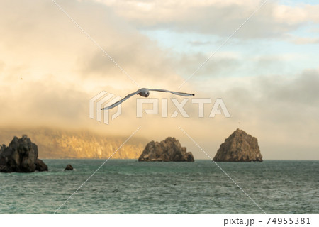 Seagull flying over the sea, beautiful landscape from rocks Seagull flying over the sea, beautiful landscape from rocks 74955381