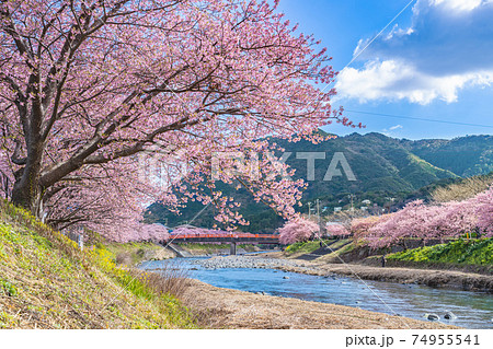 日本の春 伊豆河津町の桜並木 日本の春 伊豆河津町の桜並木 74955541