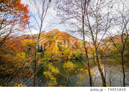 世界遺産白神山地の秋 紅葉の十二湖 落口の池 世界遺産白神山地の秋 紅葉の十二湖 落口の池 74955849