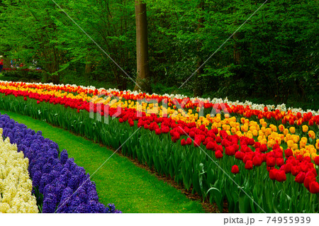 fresh lawn with flowers fresh lawn with flowers 74955939