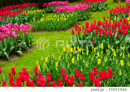fresh lawn with flowers fresh lawn with flowers 74955940