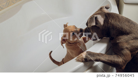 American Bully bathing, Pitbull, dog cleaning, dog wet a bath. American Bully bathing, Pitbull, dog cleaning, dog wet a bath. 74956045