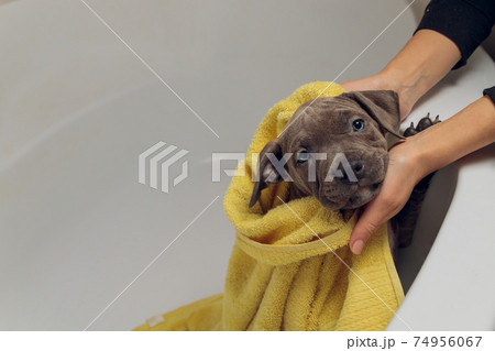 American Bully bathing, Pitbull, dog cleaning, dog wet a bath yellow towel. American Bully bathing, Pitbull, dog cleaning, dog wet a bath yellow towel. 74956067