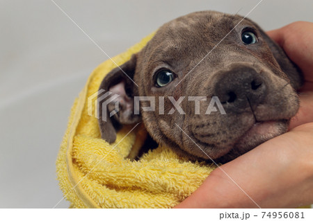 American Bully bathing, Pitbull, dog cleaning, dog wet a bath yellow towel. American Bully bathing, Pitbull, dog cleaning, dog wet a bath yellow towel. 74956081