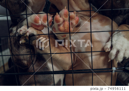 pitbull puppies inside a cage in a shelter. 74956111