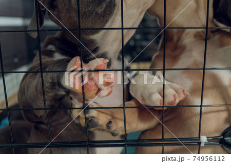 pitbull puppies inside a cage in a shelter. pitbull puppies inside a cage in a shelter. 74956112