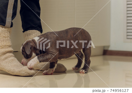 Mystified blue American Bully puppy curiously walking forward with its mouth. 74956127