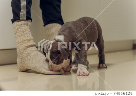 Mystified blue American Bully puppy curiously walking forward with its mouth. 74956129