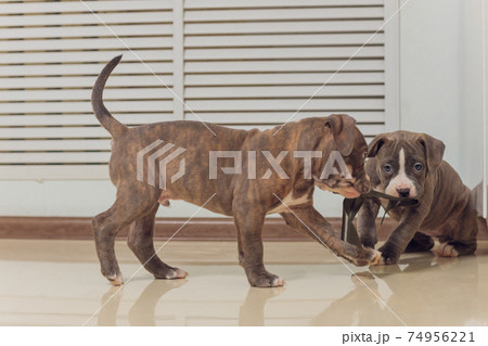 Mystified blue American Bully puppy curiously walking forward with its mouth. Mystified blue American Bully puppy curiously walking forward with its mouth. 74956221