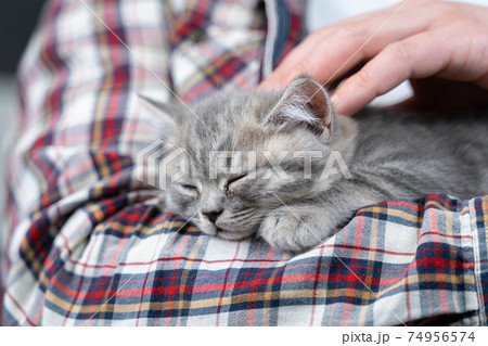 Scottish straight-eared gray kitten sleeps in arms of owner of house. Thoroughbred cute little British cat falls asleep in hands of young man. Man and pet theme. Male petting sleeping kitten 74956574