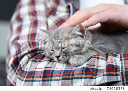Caucasian male holds small cute gray Scottish Straight kitten in arms that falls asleep at home on couch. Man hands safely hold tiny sleeping British Purebred fluffy kitten. Newborn cat, kid animal 74956578