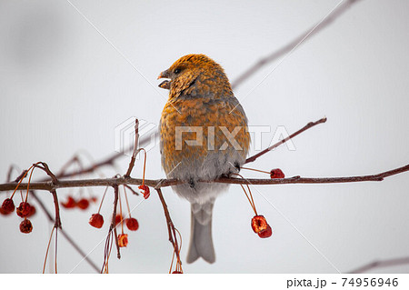 Pine grosbeak, Pinicola enucleator, female bird feeding on berries 74956946