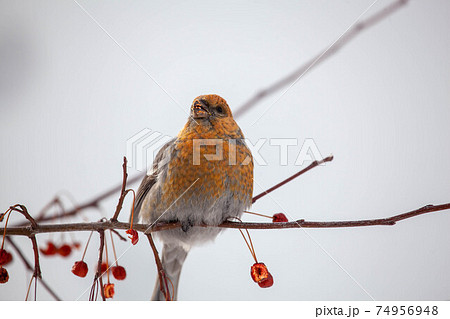 Pine grosbeak, Pinicola enucleator, female bird feeding on berries 74956948