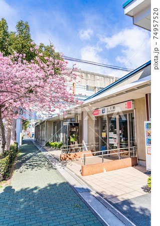 日本の春 河津駅周辺の風景 74957520