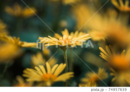 Doronicum orientale yellow flower close up. Also known as leopard's bane flowers. Daisy like flower, moody background. Doronicum orientale yellow flower close up. Also known as leopard's bane flowers. Daisy like flower, moody background. 74957639
