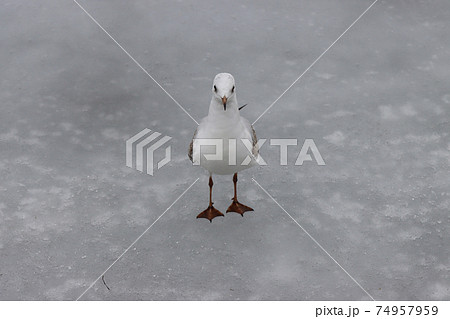 Bird seagull sits on the ice of the lake. Bird seagull sits on the ice of the lake. 74957959